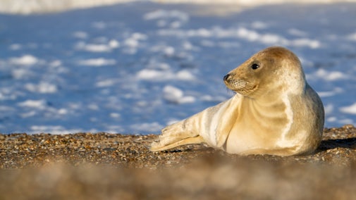 Young seal on shingle at Blakeney National Nature Reserve